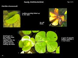 Image result for Marsileaceae