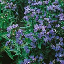 Image result for Anchusa capensis