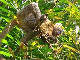 Check spelling or type a new query. The Weekly Anthropocene My Journeys In Madagascar