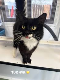 ‪Cats Needing Homes | Lothian Cat Rescue‬‏