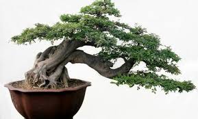 Tidak semua jenis tanaman dapat dijadikan sebagai tanaman bonsai, pemilihan jenis tanaman untuk bonsai erat kaitannya dengan bakalan bonsai yang akan dipelihara. 10 Foto Bonsai Serut Harga Termahal 2021 Di Dunia Indonesia