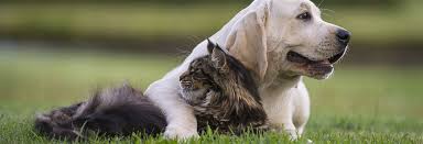 Taylor took care of my sick little cat river a couple of weeks ago. Mont Albert Veterinary Surgery