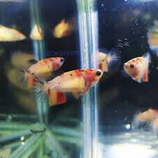 Flash deal 200k giant nemo candy bo. Cupang Betina Plakat Koi Emerald Nemo Candy Cupang Hias Murah Ecer Grosir Cirebon Shopee Indonesia