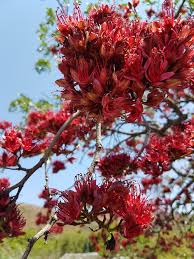 Image result for Schotia brachypetala