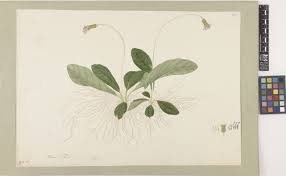 Image result for Gerbera piloselloides