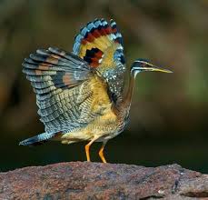 Murat Uyanmaz Adli Kullanicinin Wonderful World Birds Panosundaki Pin Guzel Yaratiklar Rengarenk Kuslar Hayvanlar