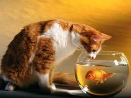 Cat Watching Goldfish Kedi Kediler Ve Yavrulari Guzel Kediler