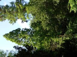 Von den gärten des wohlhabenden bürgertums, die vor den toren kiels in der lieblichen landschaft des ehemaligen dorfes brunswik lagen, erhielt sich neben dem martiuspark an der hohenbergstraße nur der park des tabakfabrikanten abraham christian brauer. Alter Botanischer Garten Kiel
