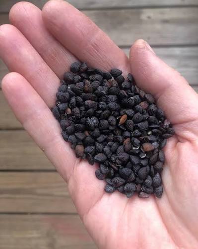 Passion Flower Seed