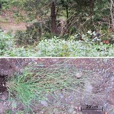 Image result for Andropogon amethystinus