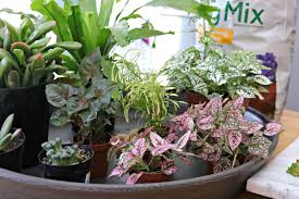 Sweltering temps can take a toll on your favorite planters, so we have a few ideas for you. How To Plant A Fairy Garden Mom 4 Real