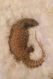 The Blog Of Odin The Savannah Monitor Sleeping On A Cloud Cute Reptiles Pet Lizards Lizard