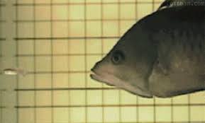 Big Fish Eats Small Fish - GIF on Imgur