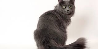 Nebelung Cat Breed Information And Pictures