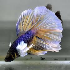 Live Betta Fish Dumbo Yellow Lavender Or Pineapple Super Delta Jn212 Male Betta Fish Betta Fish Pet