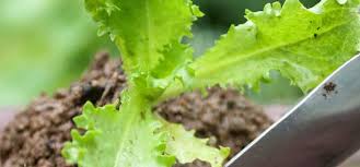 When do you sow escarole in the garden? Charmed By Chicories Growing Garden Endive Escarole And Radicchio