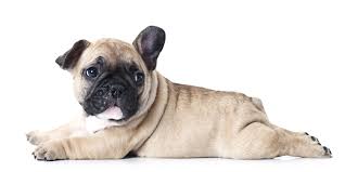 Check spelling or type a new query. West Virginia Puppies For Sale From Vetted Dog Breeders