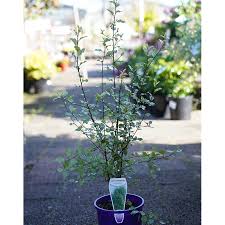 Its present range extends from australasia, oceania, sicily, eastern asia and some parts of africa. Pittosporum Silver Sheen 14cm Garden World Nursery