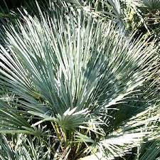 Image result for Xerophyta humilis