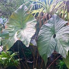 Image result for Disperis johnstonii