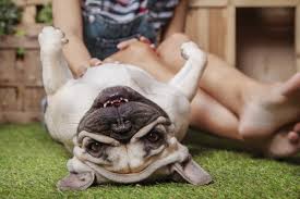 See more ideas about bulldog, french bulldog, puppies. French Bulldogs Not As Robust As They Look Cosmos Magazine