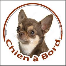 Sticker Autocollant Rond Chien A Bord 15 Cm Chihuahua Marron Et Beige Poils Courts Tete Chihuahua Chihuahua Poil Court Chien