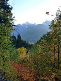 Check out this fantastic collection of maple leaf wallpapers, with 49 maple leaf background images for your desktop, phone or tablet. Beautiful Big Leaf Maple Fall Colors In North Cascades National Park Washington