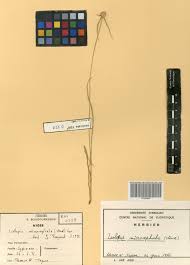 Image result for Kyllingiella microcephala