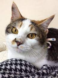 みふゆ 三冬 on twitter crazy cats cats kitty