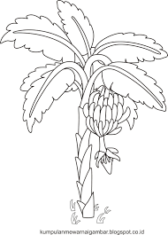 Gambar pohon pisang yang sudah diwarnai. Gambar Mewarnai Pohon Pisang