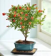 Bonsai plants nurture your relationships and give an opportunity to beautify their windowsill at the same time. Pomegranate Bonsai Fathers Day Bonsai Tree Bonsai Plants Indoor Bonsai Tree