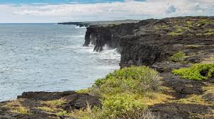 Image result for Pogonochloa