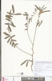 Image result for Tephrosia nana