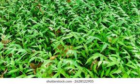 Image result for Oplismenus undulatifolius