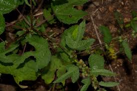 Image result for Triumfetta pentandra