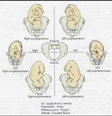 L D Https Babyologist Com Blog Pentingnyaimunisasibcguntukbayi N346 Ob Nursing Baby Position Nurse