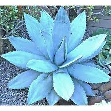 See more ideas about queen victoria, victoria, queen victoria prince albert. Amazon Com Queen Victoria Agave Victoria Reginae Live Plant Large Ships Bare Root Garden Outdoor