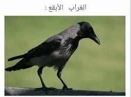 الحيوانات التي يجوز قتلها في الاسلام فعن البرج نيوز Bordj News فيسبوك