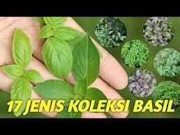 Perbezaan daun kemangi dan daun selasih. Perbedaan Basil Dan Kemangi Kupas Tuntas 17 Basil S Varieties I Ever Grown Youtube