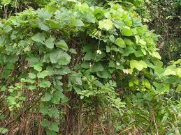Image result for Mucuna poggei