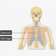 Start studying rib cage labeling. Lungs Png A View Of The Rib Cage And Lungs With Rib Cage Labeled Transparent Png 1947483 Png Images On Pngarea