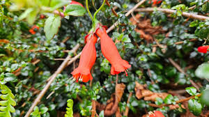 Image result for Rourea coccinea