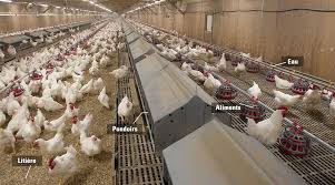 Combien gagne un éleveur de poule pondeuse? Elevage De Reproducteurs De Poulet De Chair Parlons Poulet