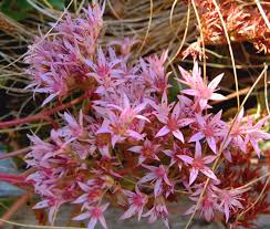 Image result for Sedum