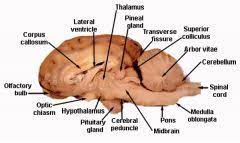 Midsagittal view of sheep brain. Lab Exam 3 Anatomy Of Sheep Brain Histology Flashcards Cram Com