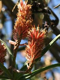 Image result for Aloe barendii