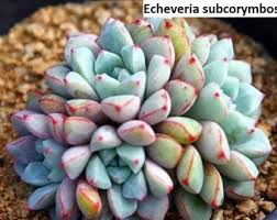 Image result for Indigofera subcorymbosa