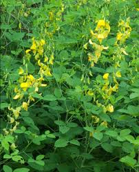 Image result for Crotalaria lebrunii