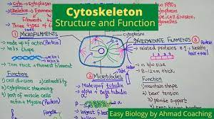 Cytoskeleton Structure And Function Structure And Function Cell Division Animal Cell
