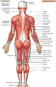 Muscles of the hip anatomy pictures and information. Muscle Anatomy Skeletal Muscles Groin Muscles Calf Muscles